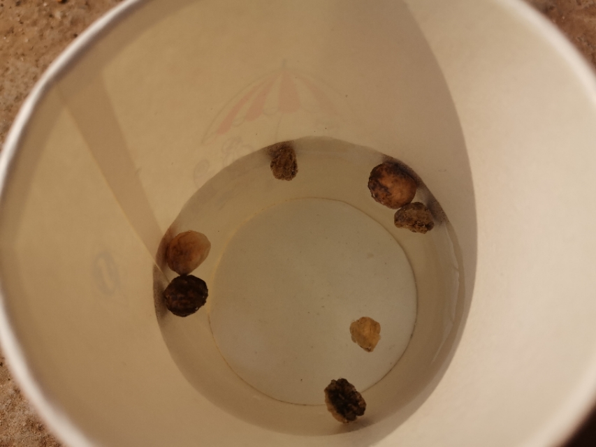 如何让一颗种子快速发芽,怎么让一颗种子发芽