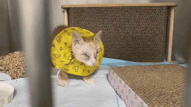 双目失明的猫怎么养,双目失明的猫有哪些