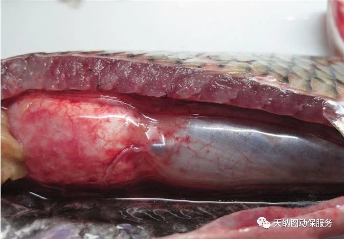 鱼类出血病复发的原因,鱼类出血病视频