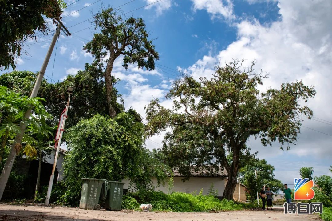 活久见！快成精了？博白发现明朝古树，至今600多年