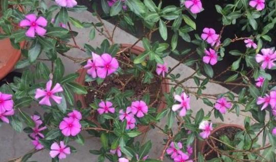 花盆有蚂蚁怎样消灭不伤植物,怎样防蚂蚁啃植物