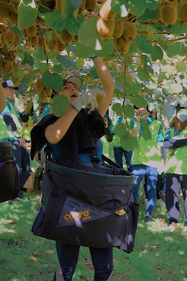 原产于中国乳名鹅莓的土货，被新西兰的土壤孕育成了国际巨星