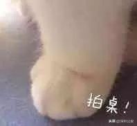 油耗子被民警当场抓获,油耗子被警察抓