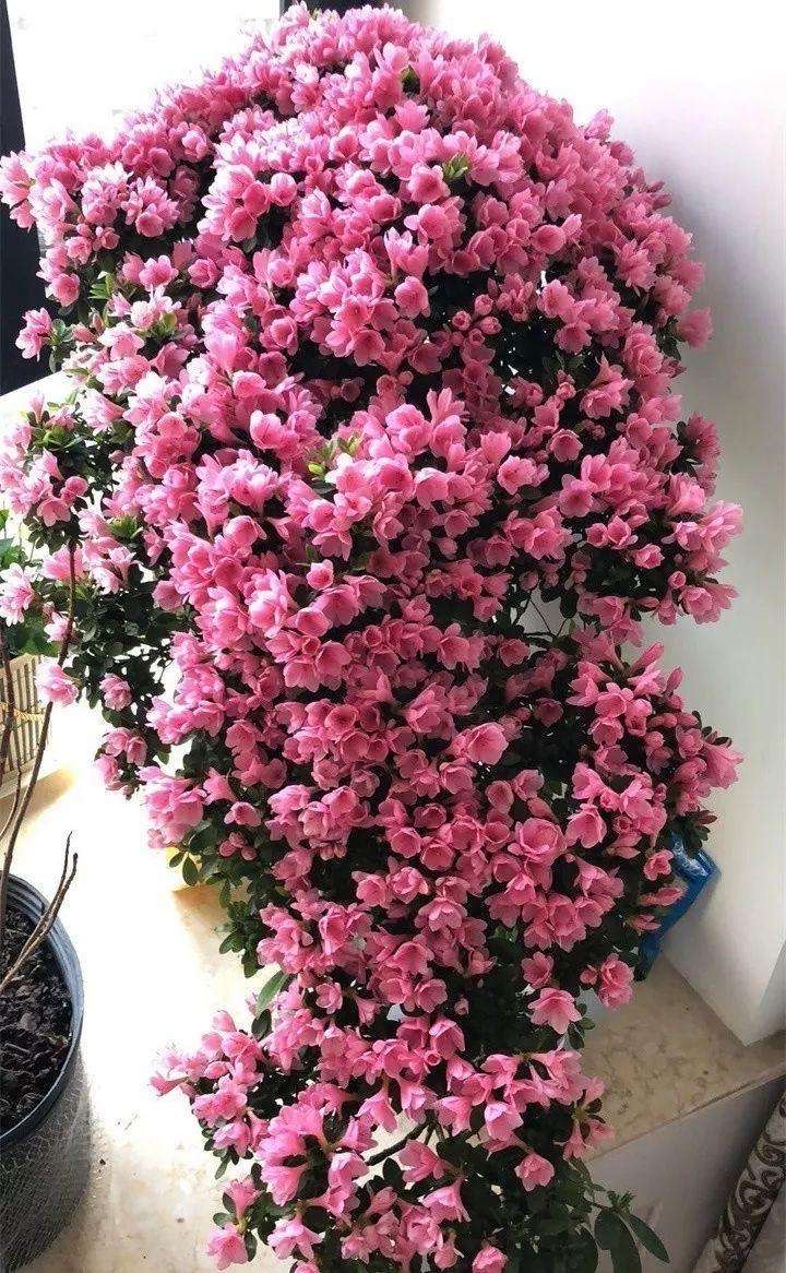 养杜鹃花小窍门视频讲解,养杜鹃花的妙招