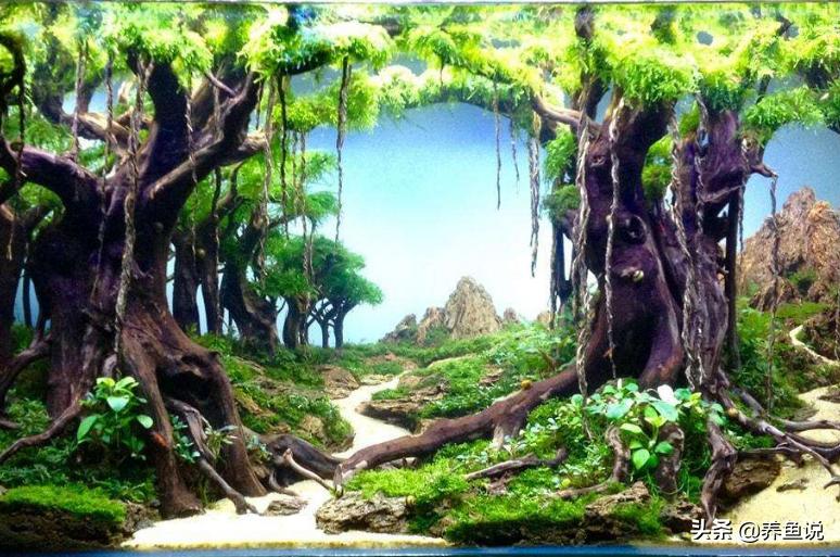 沉木杜鹃根有什么区别？不少鱼友总买错沉木，收藏起来以后避坑