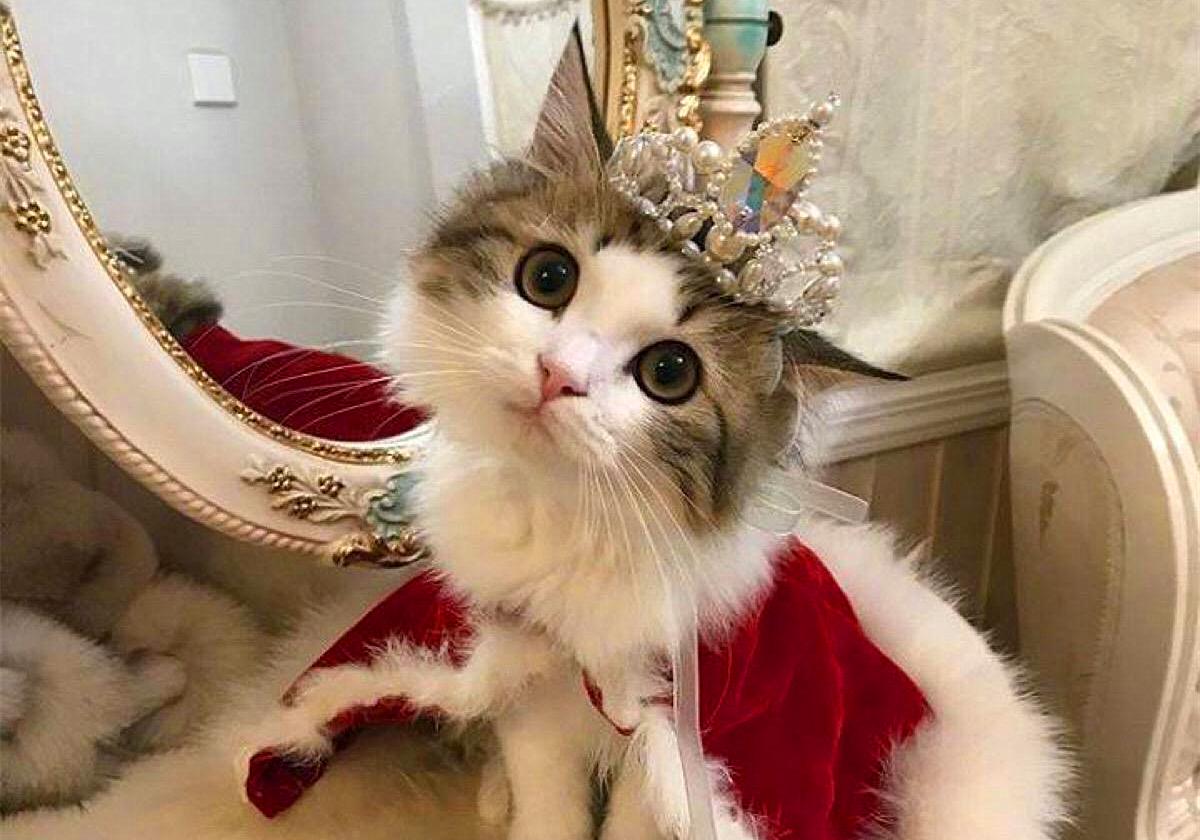 猫咪外出需要准备什么,春节留守猫咪的喂养攻略