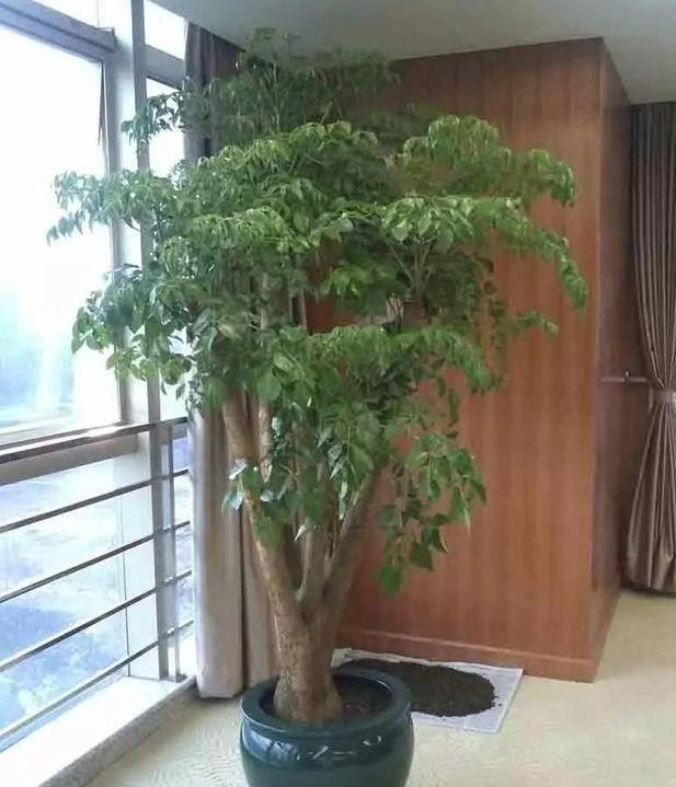 杀虫药大全及使用方法,常见10种杀虫配方