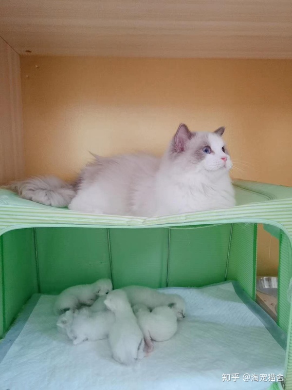 养一只布偶猫是什么感受啊,布偶猫好养吗有什么优点