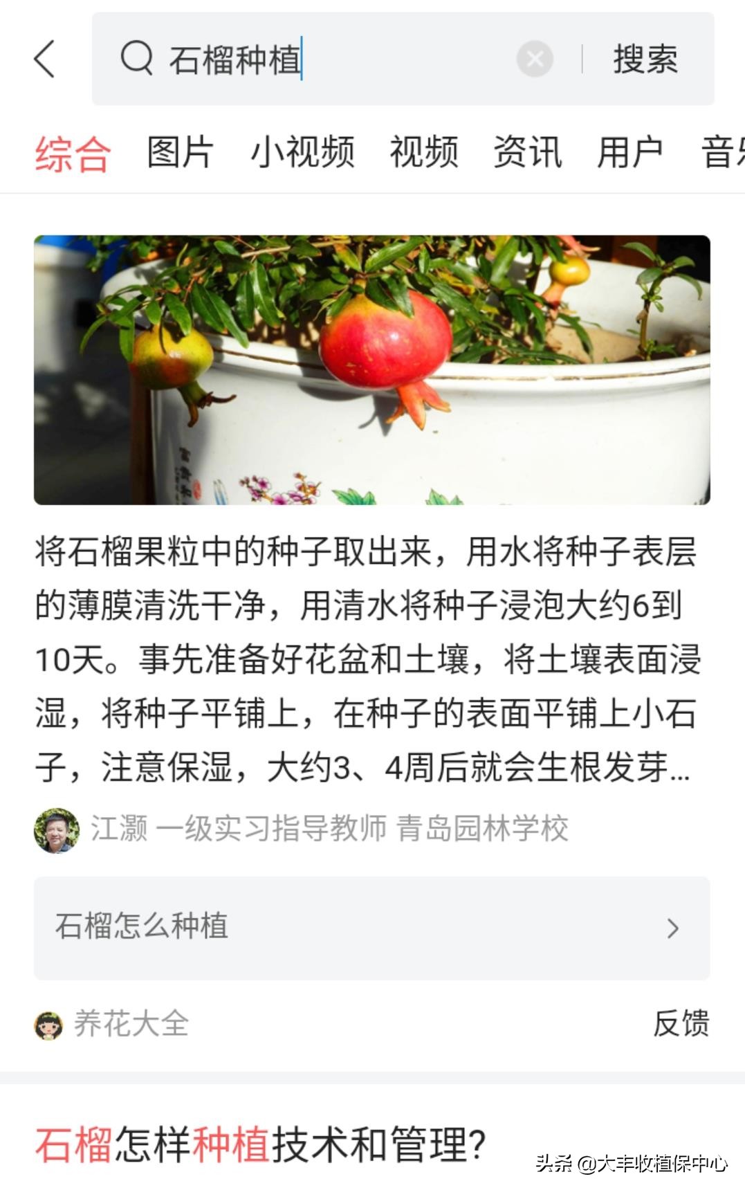 1-2年石榴苗的修剪方法视频,石榴冬季修剪的最佳时间