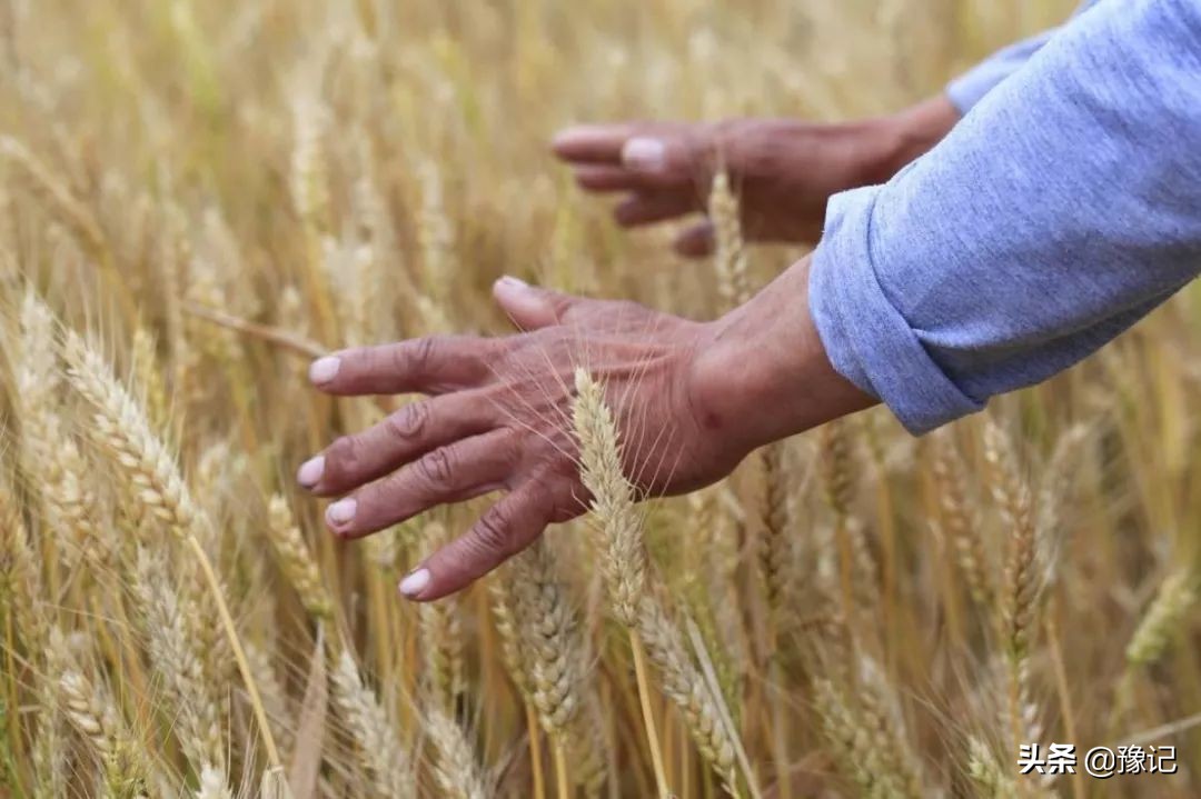 五月里，麦梢黄，收麦的战争即将打响