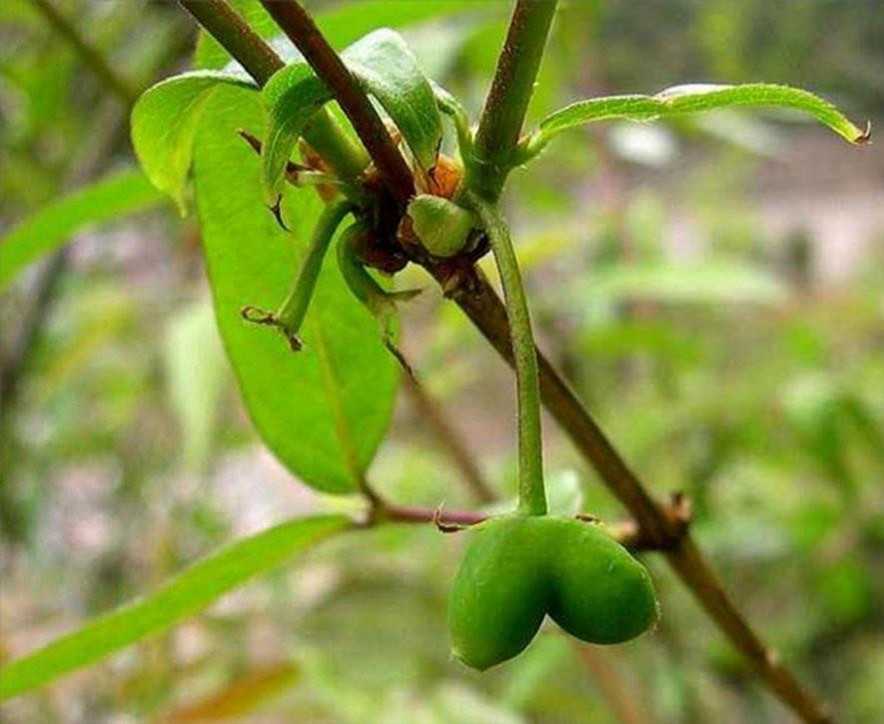 百种味道的果子,四季百种果子图片