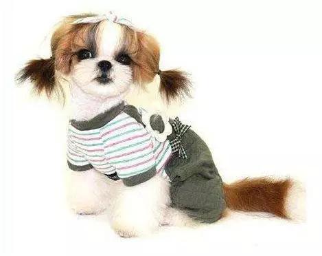 45种狗狗,45种狗狗很难得一见你认识几种