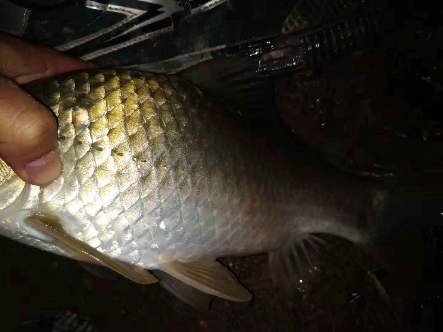 深秋鱼难钓,为什么秋冬季节鱼儿不好钓