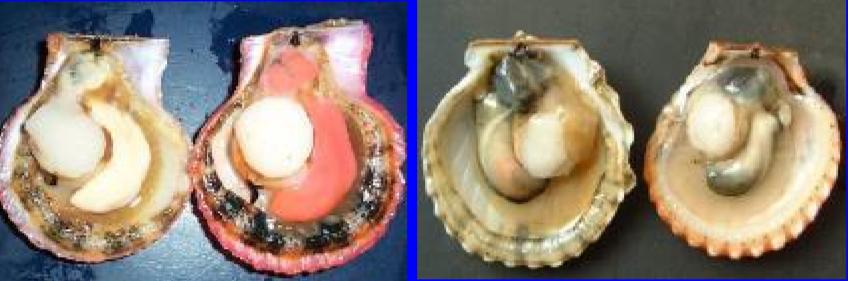 海鲜扇贝可以养活吗,海鲜店扇贝的后期养殖方法