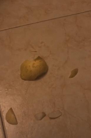 狗狗偷吃被逮个正着,狗狗偷吃罐头主人拿刀吓它