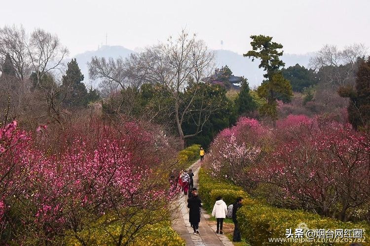南京梅花山梅花开了吗,来南京梅花山赏梅花
