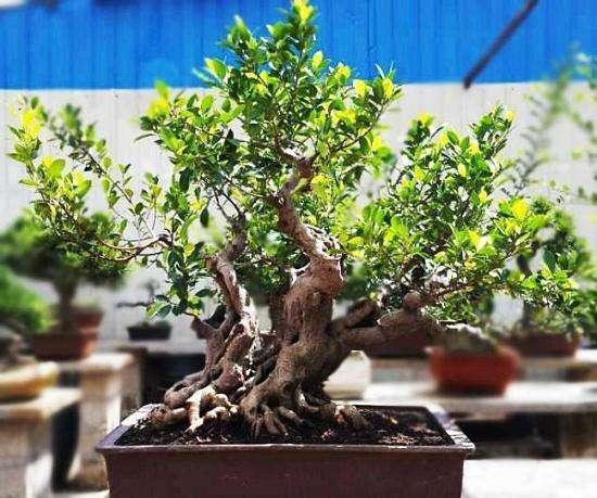 榕树盆景好养吗怎么养,榕树盆景经典造型