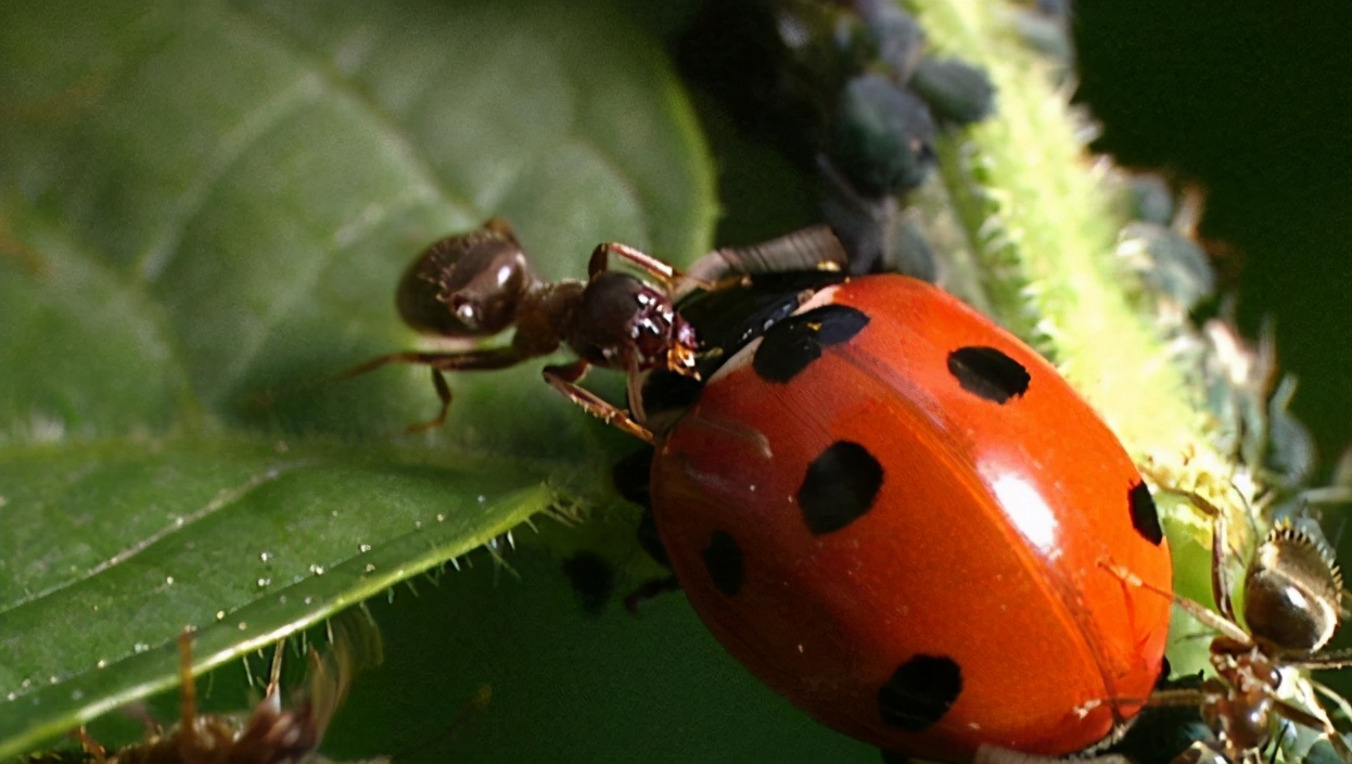 娘胎里就能怀孕?生存智慧再高,也躲不过七星瓢虫