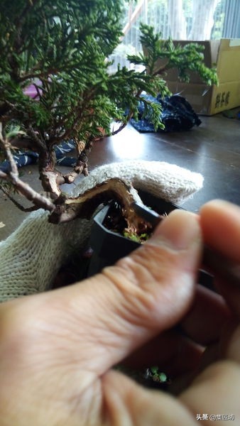 盆景树桩舍利怎么制作,盆景老桩镂空舍利的制作