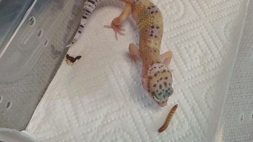新手如何饲养一只豹纹守宫知乎,如何养好一只豹纹守宫
