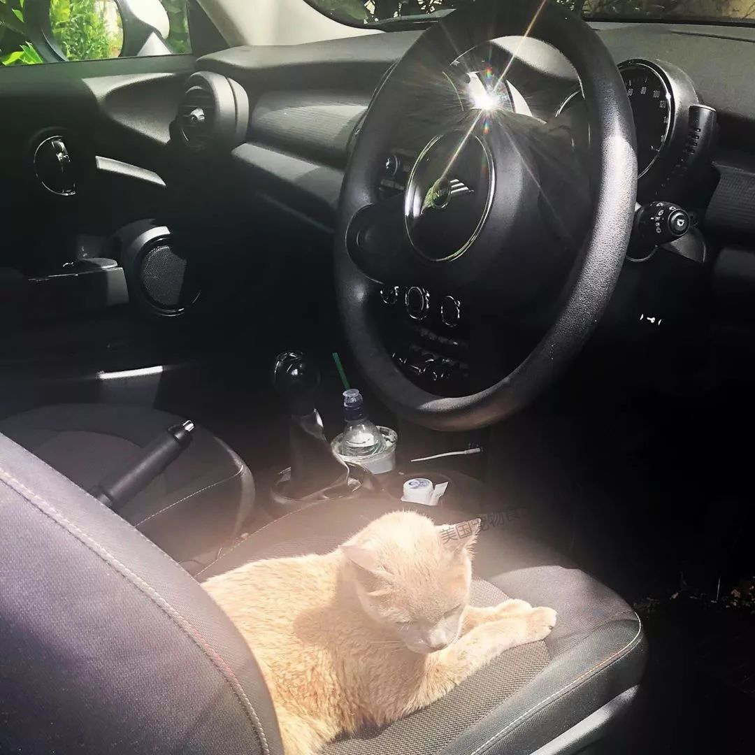 关于猫主子的冷知识和方法,猫主子的护理方法