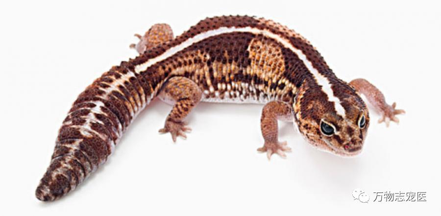 守宫幼体饲养入门常识,新宠到家怎么养