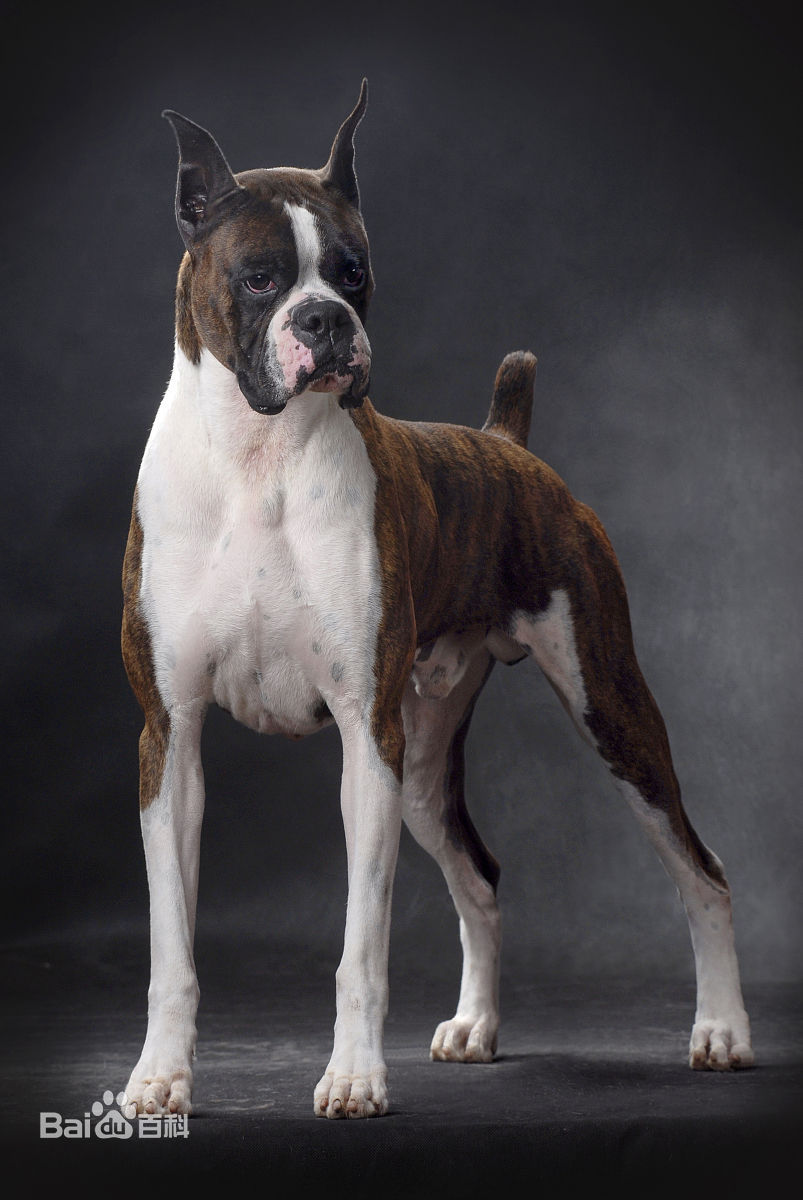 宠物狗小型犬品种排名大全及图片,性格温顺的小型犬有哪些