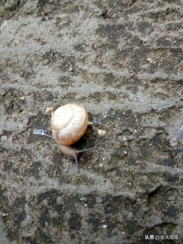 蜗牛忧伤,忧伤的蜗牛歌名