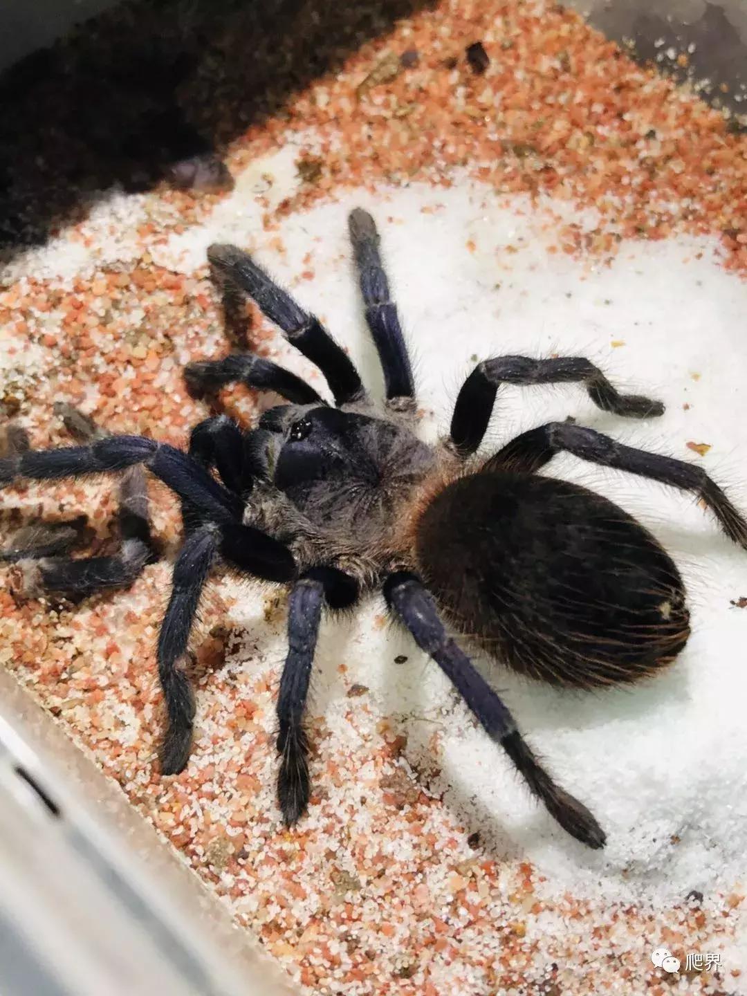 湛江爬宠店,深圳爬宠店在哪里