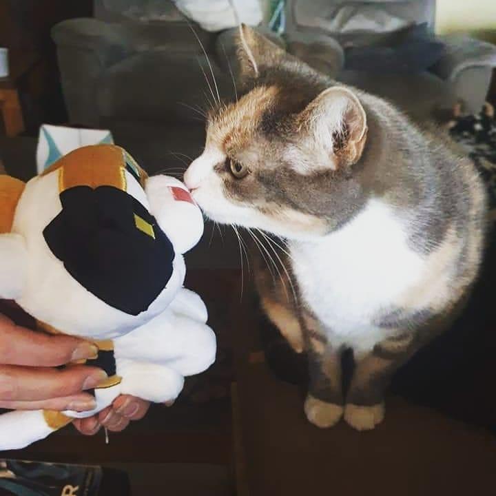 我的世界宠物养殖方法 (我的世界推荐养的宠物)