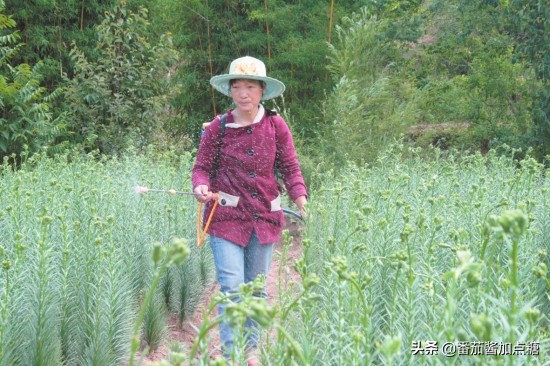 百合整株变黄是什么病,百合病的症状和表现图片