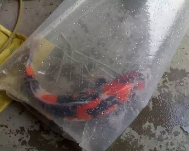 湖南最好的锦鲤养殖基地,湘潭锦鲤养殖