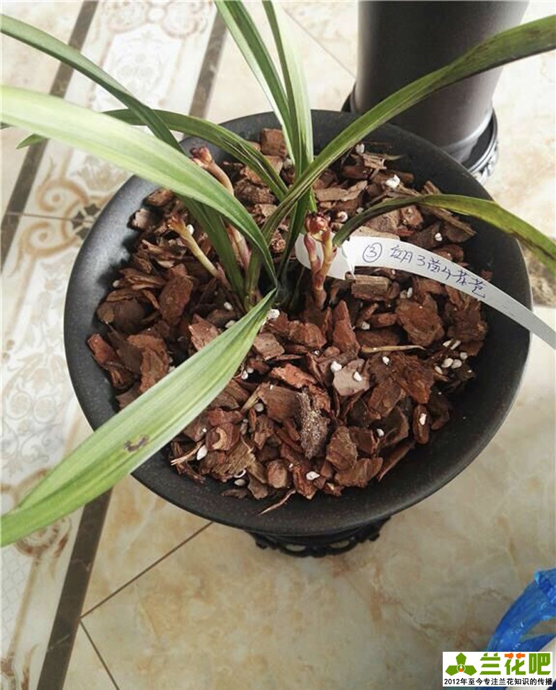 兰花叶子脱水的表现,兰花叶脱水怎么办用什么药