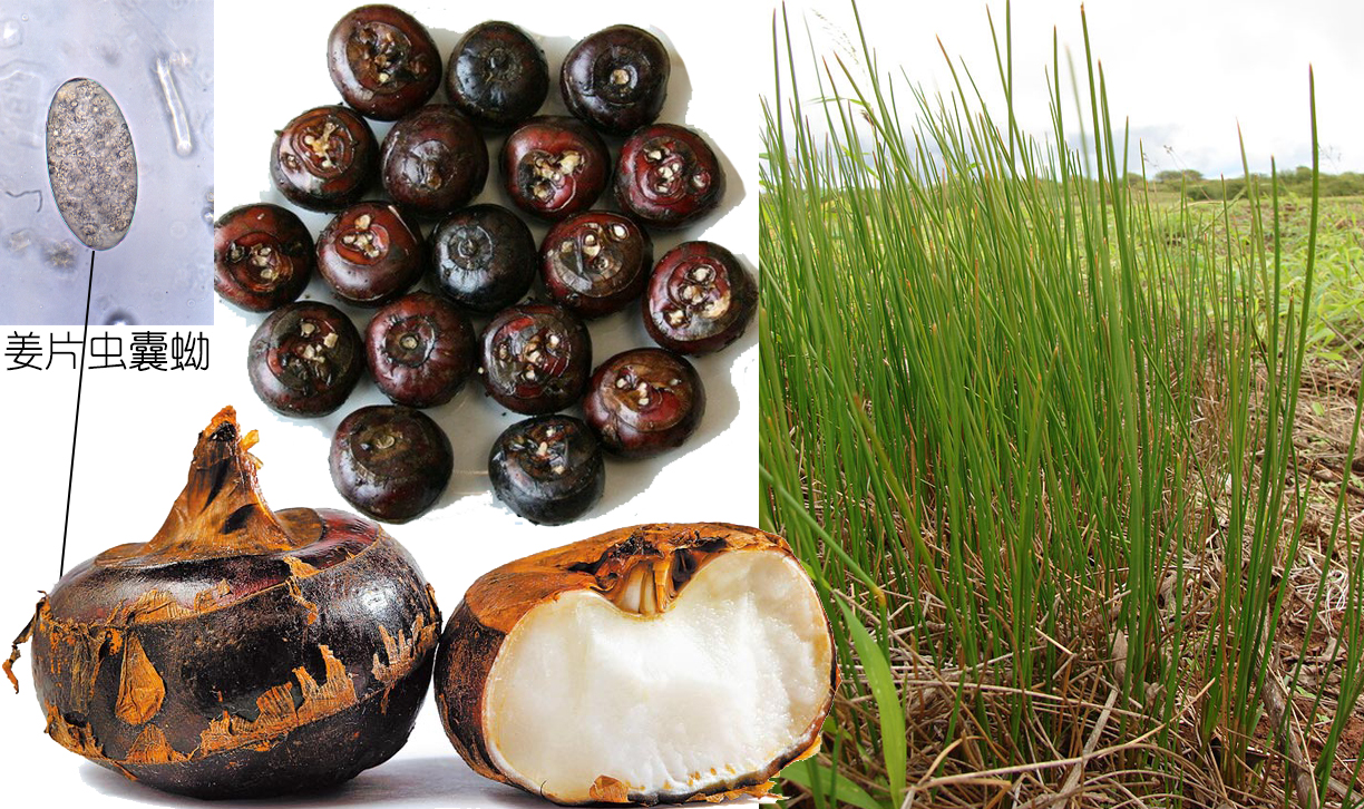 探索荸荠︱以及西关“泮塘五秀”是什么、何为江南“水八仙”?