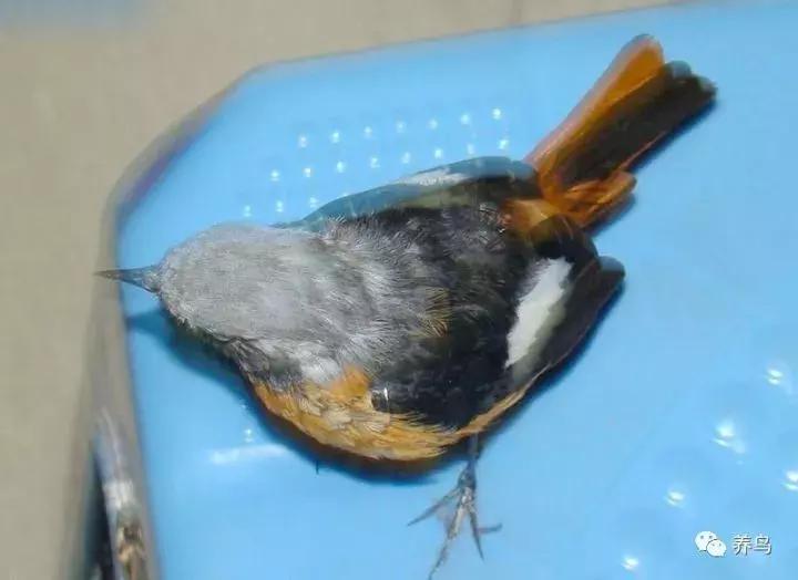 鸟儿放养是什么意思啊,关于小鸟的对话