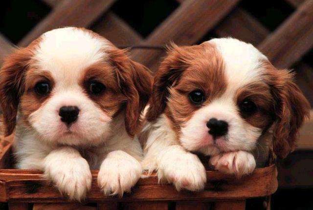 狗狗的健康需要铲屎官怎样来守护,不做铲屎官的后果