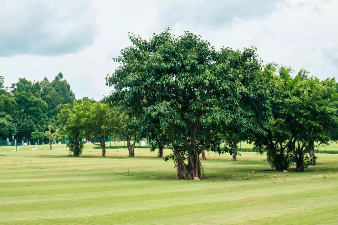 观澜有没有价值,观澜发展得起来吗