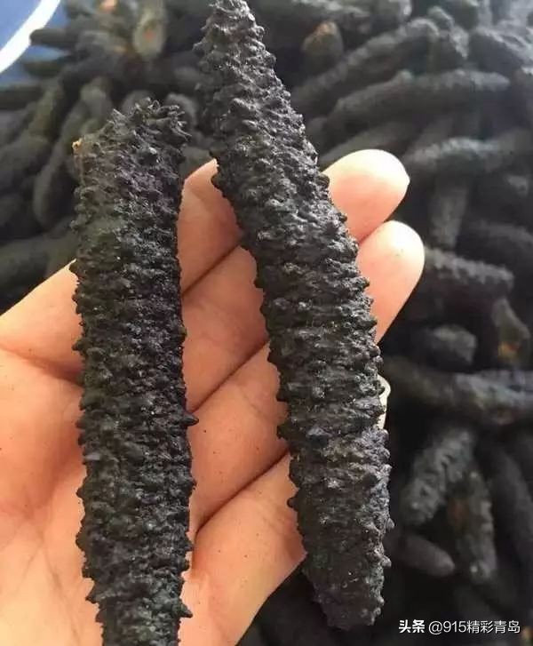 中国最好的海刺海参,黄金刺参西沙群岛深海纯野生海参