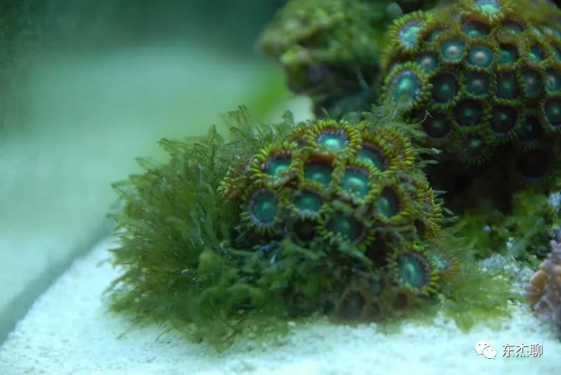 海缸藻类,海缸绿藻的控制方法