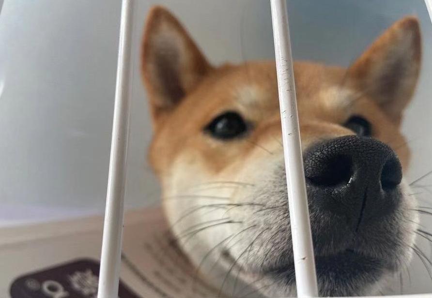 秦皇岛这只网红猫日常“巡逻”你见过吗？岛上还有这些撸猫好去处~