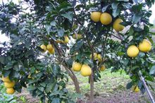 重庆梁平虎城镇图片,重庆梁平虎城镇的特色