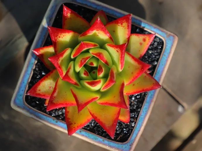 多肉煤烟病可以用酒精擦吗,多肉煤烟病怎么治