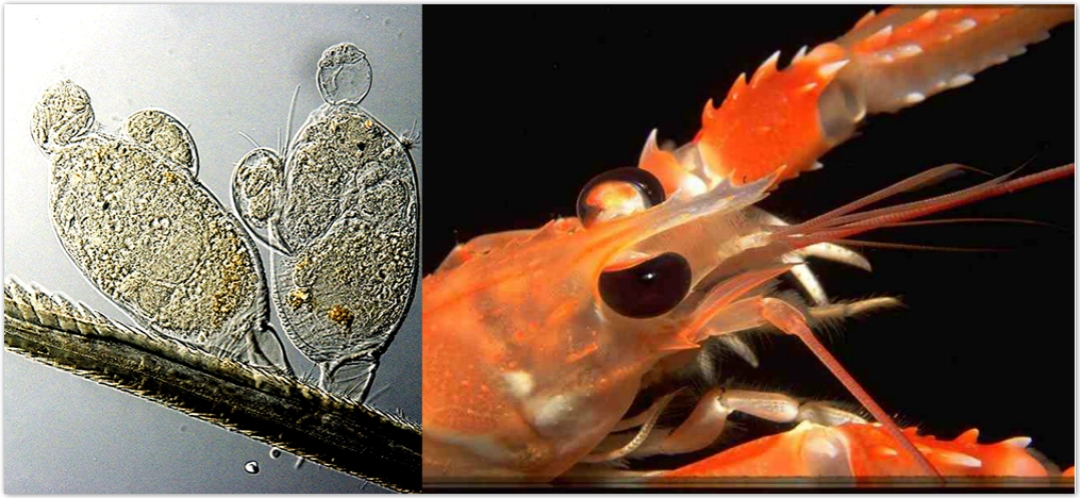 生命的奇迹动物,生命的奇迹有哪些