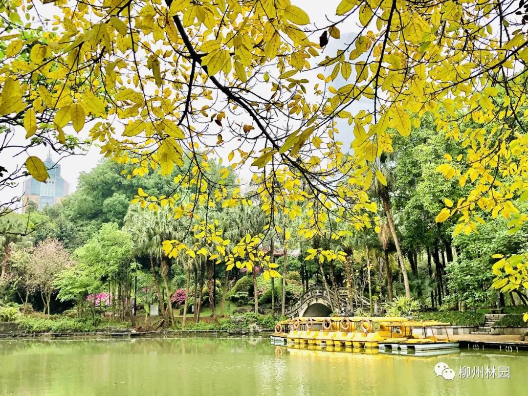 柳州的柳侯公园特色,柳州柳侯公园秋天美景