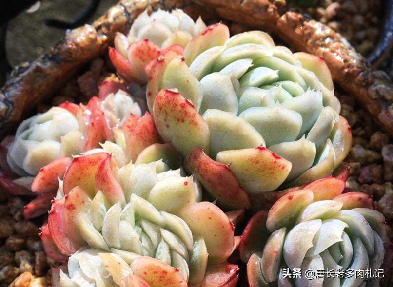 多肉冰梅适合阳台养吗,多肉冰露夏天怎么养