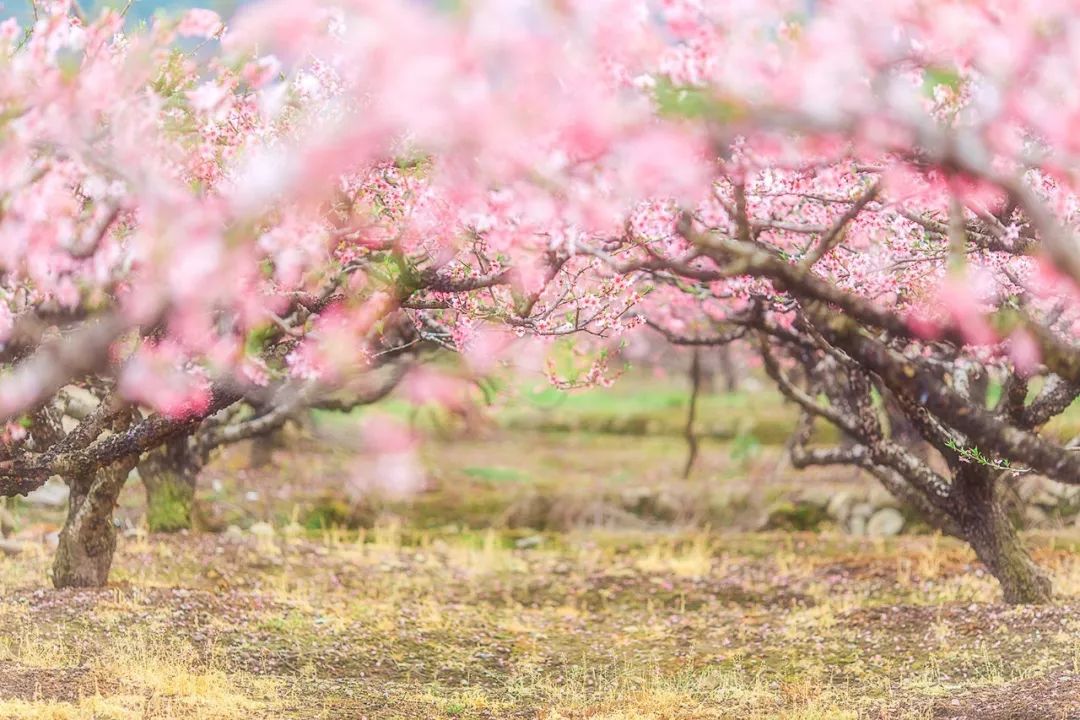 龙泉4大冷门赏桃线路出炉，向东60里遇见一座城市桃花源！