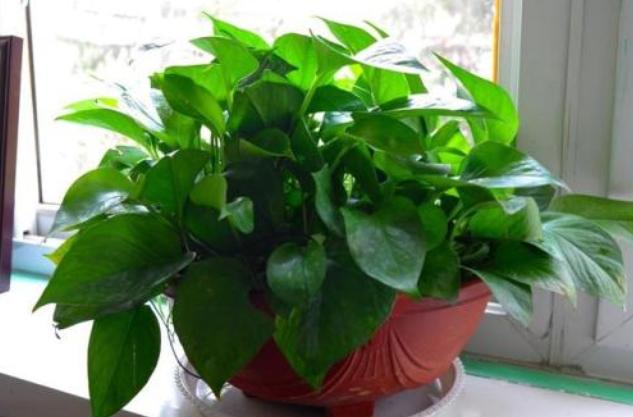 给绿萝来点它不到1个月疯长不停,绿萝怎么爬满墙不黄