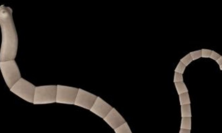 杀年猪吃的啥,杀年猪哪个部位肉最好吃