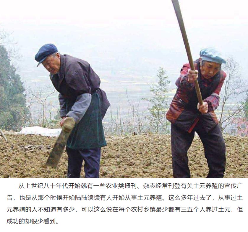 土元回收哪里最有效,养土元多久可以回收