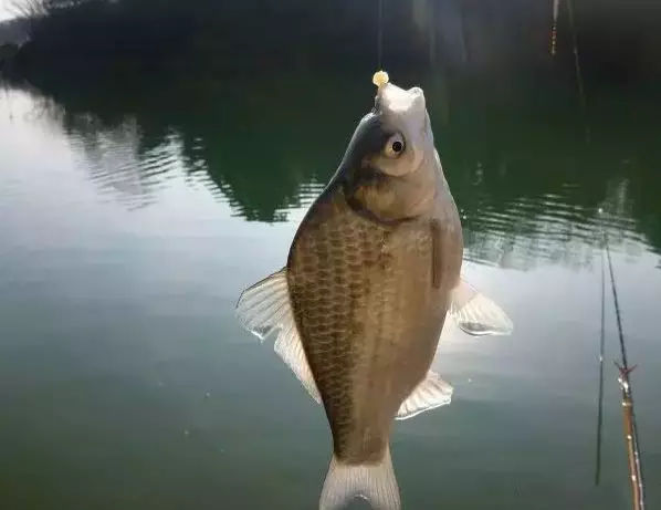 怎么调饵能钓大鱼,不带钩调钓正确方法